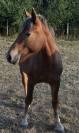 Pouliche demi  trait 