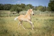Pouliche haflinger PP