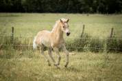 Pouliche haflinger PP