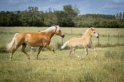Pouliche haflinger PP
