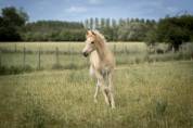 Pouliche haflinger PP