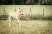 Pouliche haflinger PP