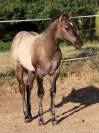 Chill - Poulain grullo solid lign&eacute;e ranch/reining
