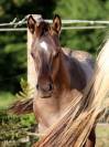Chill - Poulain grullo solid lign&eacute;e ranch/reining
