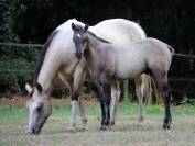 Chill - Poulain grullo solid lign&eacute;e ranch/reining