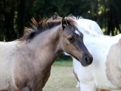 Chill - Poulain grullo solid lign&eacute;e ranch/reining