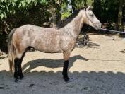 Top Poney D 7ans Hyper facile Gros Moyens