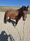 Franche-montagne 6 ans