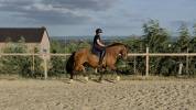 Franche-montagne 6 ans