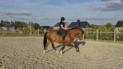 Franche-montagne 6 ans