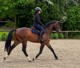 PFS d'1m54 - 4 ans par Armitages Boy