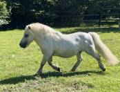 Etalon shetland mini origine UK