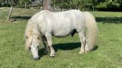 Etalon shetland mini origine UK
