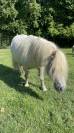 Etalon shetland mini origine UK