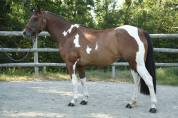 Jument 4 ans Paint Horse PP 