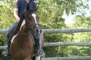 Jument 4 ans Paint Horse PP 