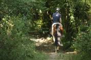 Jument 4 ans Paint Horse PP 