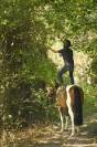 Jument 4 ans Paint Horse PP 