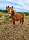 Poulain type shetland OC