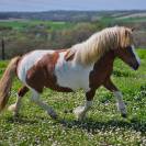 Poulain type shetland OC