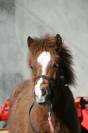 Poulain type shetland OC