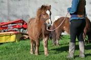 Poulain type shetland OC