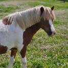 Poulain type shetland OC