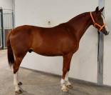 Caballo Cruzado (anglo arabe)