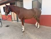 Caballo Cruzado (anglo arabe)