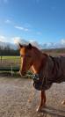 Poney fran&ccedil;ais de selle