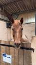 Poney fran&ccedil;ais de selle