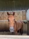 Poney fran&ccedil;ais de selle