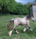 POULICHE DRUM HORSE