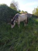 POULICHE DRUM HORSE