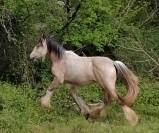 POULICHE DRUM HORSE