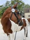 Pouliche SF 3 ans  Envol Van de RIB / Tizzy Lou de Jour