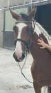 Pouliche SF 3 ans  Envol Van de RIB / Tizzy Lou de Jour