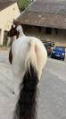 Pouliche SF 3 ans  Envol Van de RIB / Tizzy Lou de Jour