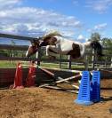 Pouliche SF 3 ans  Envol Van de RIB / Tizzy Lou de Jour