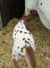 Poulain PP RBP crois&eacute; appaloosa fondation