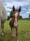 Poulain PP RBP crois&eacute; appaloosa fondation