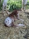 Poulain PP RBP crois&eacute; appaloosa fondation
