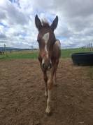 Puledro Appaloosa In vendita 2026 Appaloosa ,  Makee Cream Illusion