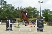 Cheval de sport avec moyens