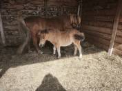 Ponette shetland 