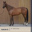Mare Thoroughbred For sale 2022 Bay