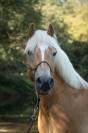 Haflinger PP