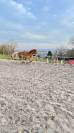 Haflinger PP