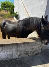 VENDO MURGESE CASTRONE 