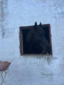 VENDO MURGESE CASTRONE 